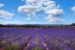 provence