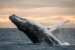 1-baleine-tadoussac-bosse-copie