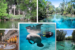 crystalriver